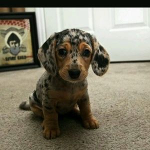 Meet your Posher, India